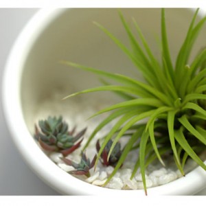 hooknook lille kaktuslandskab i hvid hooknook